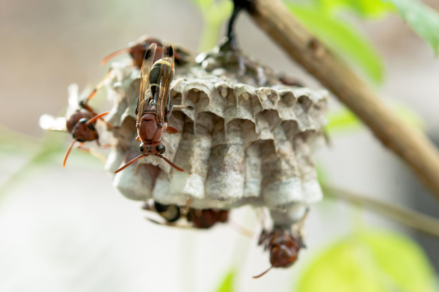 「南九州市川辺町永田」オオスズメバチ駆除の画像イメージ