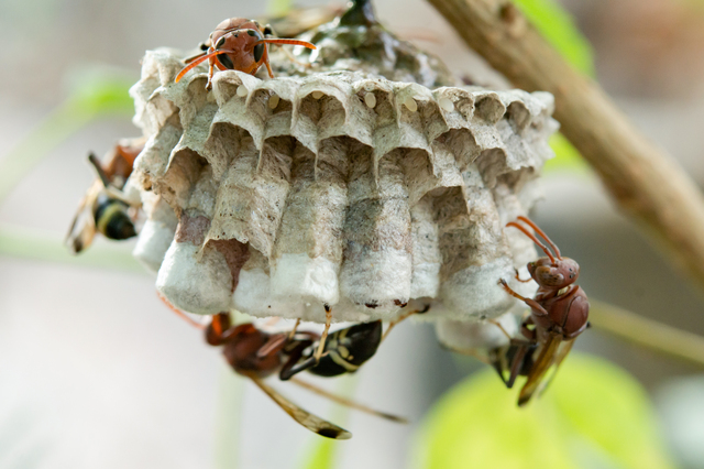 「相馬市初野」コガタスズメバチ駆除の画像イメージ