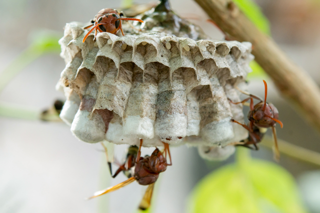 「福島市北五老内町」スズメバチ駆除の画像イメージ