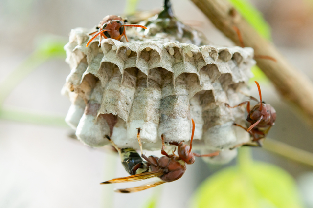 「菊池市七城町亀尾」キイロスズメバチ駆除の画像イメージ