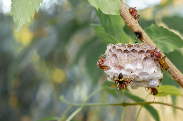 「喜多方市一本木上」キイロスズメバチ駆除の画像イメージ