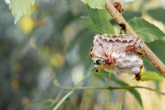 「佐賀市大和町松瀬」ミツバチ駆除の画像イメージ