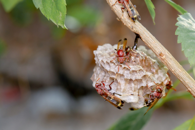「吉野ヶ里町石動」オオスズメバチ駆除の画像イメージ