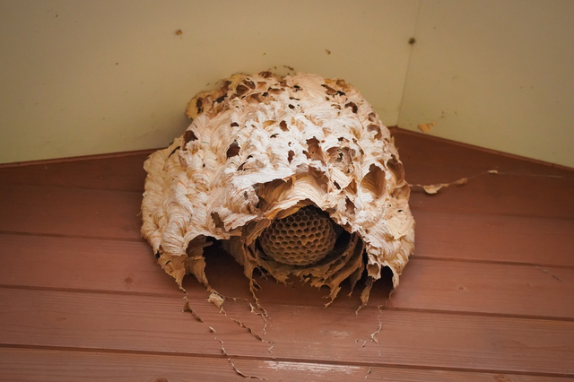「上峰町坊所」スズメバチ駆除の画像イメージ
