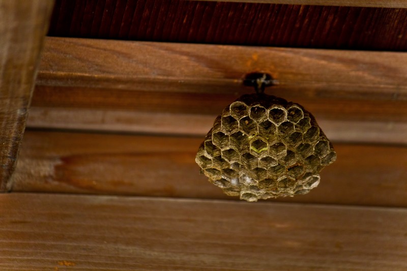 「鳥栖市前田町」アシナガバチ駆除の画像イメージ
