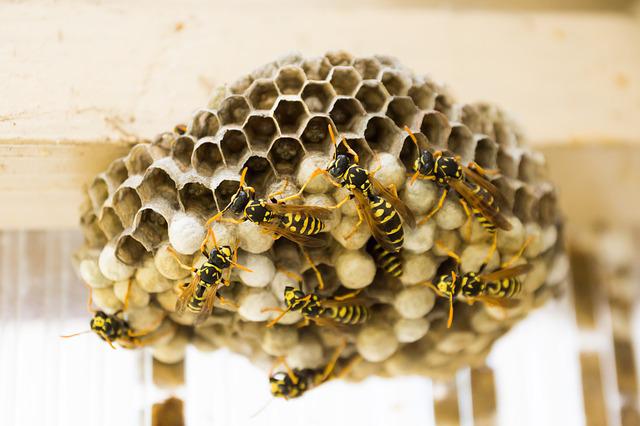「喜多方市大谷地田」コガタスズメバチ駆除の画像イメージ