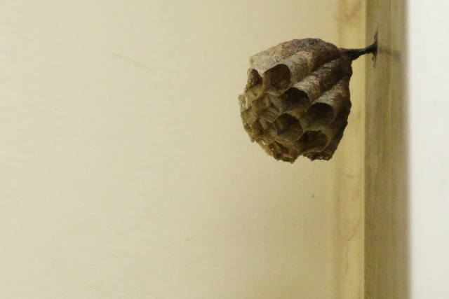 「大竹市白石」キイロスズメバチ駆除の画像イメージ