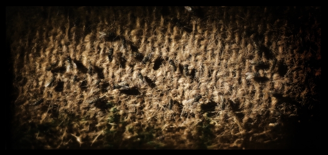 「佐賀市巨勢町東西」キイロスズメバチ駆除の画像イメージ