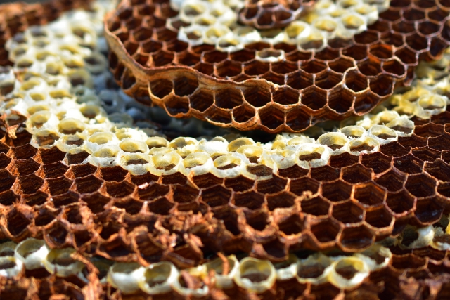 「佐賀市新中町」オオスズメバチ駆除の画像イメージ