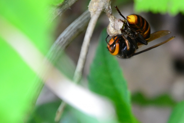 「萩市山田」ミツバチ駆除の画像イメージ