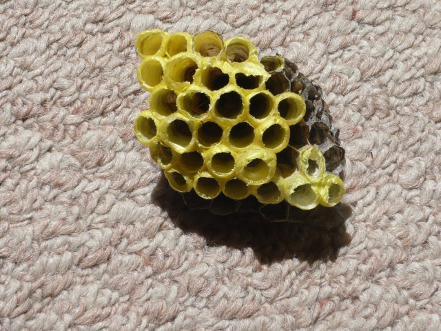 「大竹市防鹿」ヒメスズメバチ駆除の画像イメージ