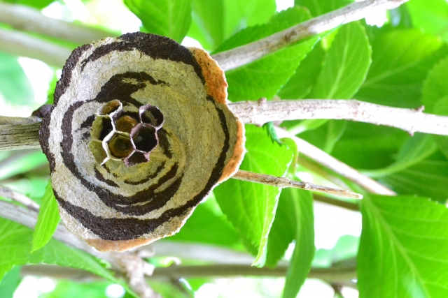 「玉野市八浜町見石」コガタスズメバチ駆除の画像イメージ