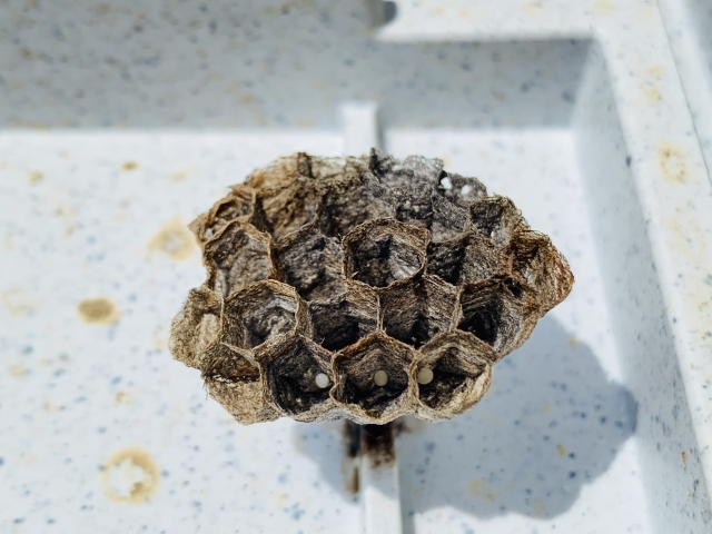 「鹿島市重ノ木」ミツバチ駆除の画像イメージ