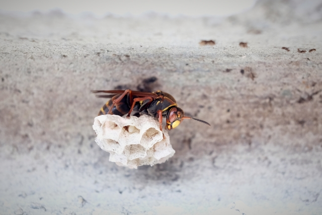 「備前市八木山」スズメバチ駆除の画像イメージ