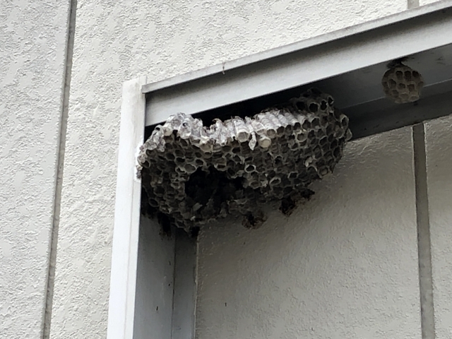 「竹田市米納」オオスズメバチ駆除の画像イメージ