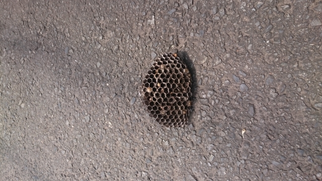 「玉名市小浜」スズメバチ駆除の画像イメージ