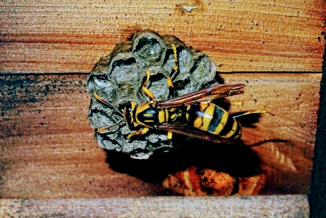 「玉名市岱明町下前原」キイロスズメバチ駆除の画像イメージ
