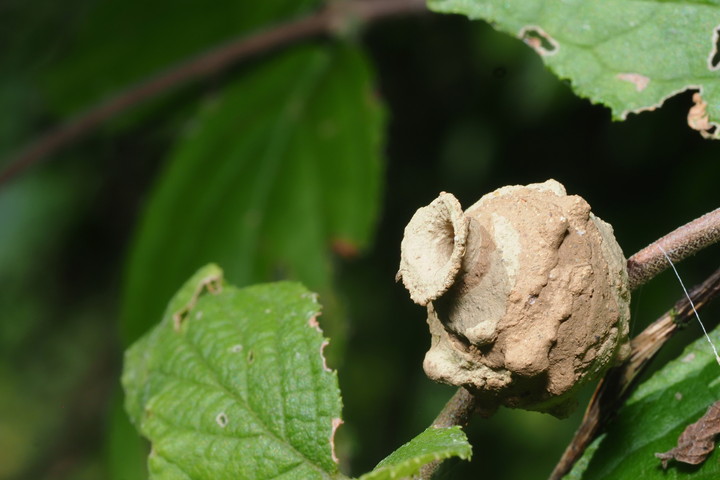ドロバチの巣は土や泥から作られる
