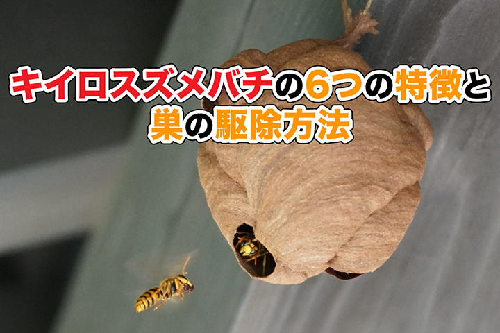キイロスズメバチの６つの特徴と巣の駆除方法