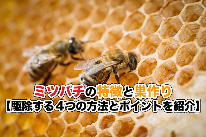 ミツバチの特徴と巣作り
