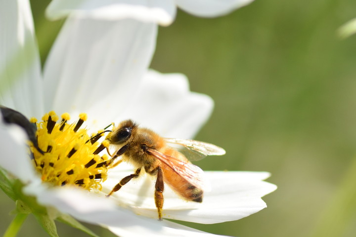 花とミツバチ