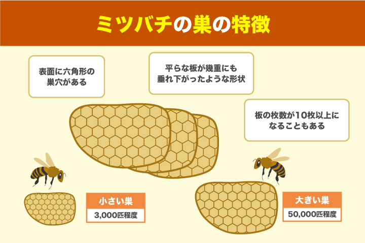 ミツバチの巣の特徴