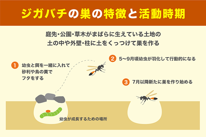 ジガバチの巣の特徴と活動時期