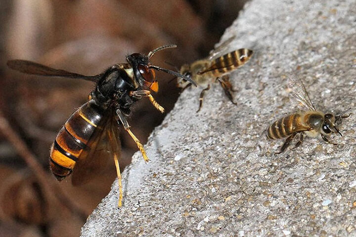 ツマアカスズメバチの危険性や被害