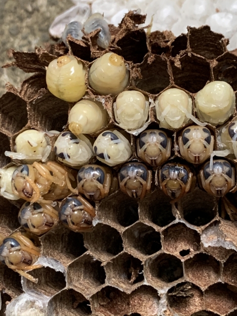 「八女市立花町白木」キイロスズメバチ駆除の画像イメージ