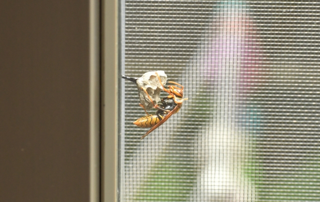 「柳川市横山町」キイロスズメバチ駆除の画像イメージ