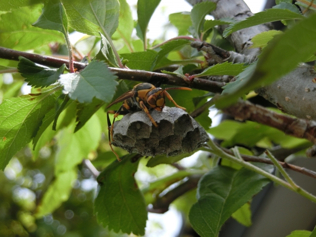 「うきは市浮羽町妹川」ミツバチ駆除の画像イメージ