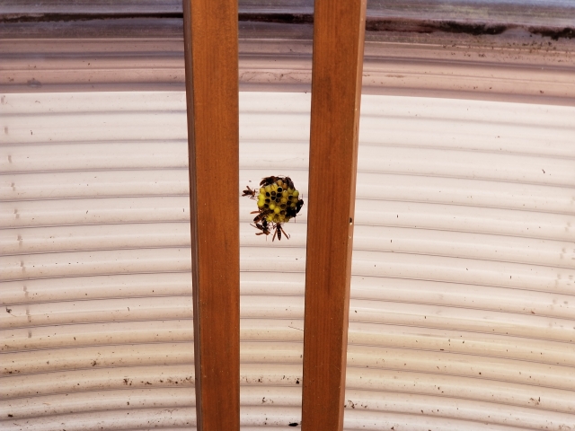「みやま市山川町重冨」アシナガバチ駆除の画像イメージ