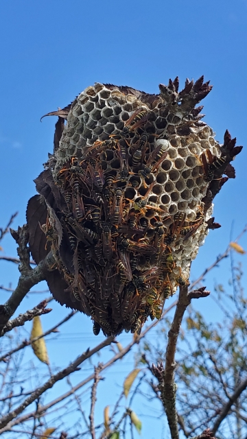 「二本松市松林」アシナガバチ駆除の画像イメージ