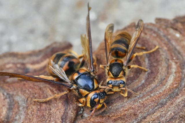 「真庭市上」コガタスズメバチ駆除の画像イメージ