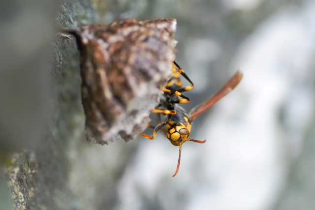 「指宿市山川大山」ヒメスズメバチ駆除の画像イメージ