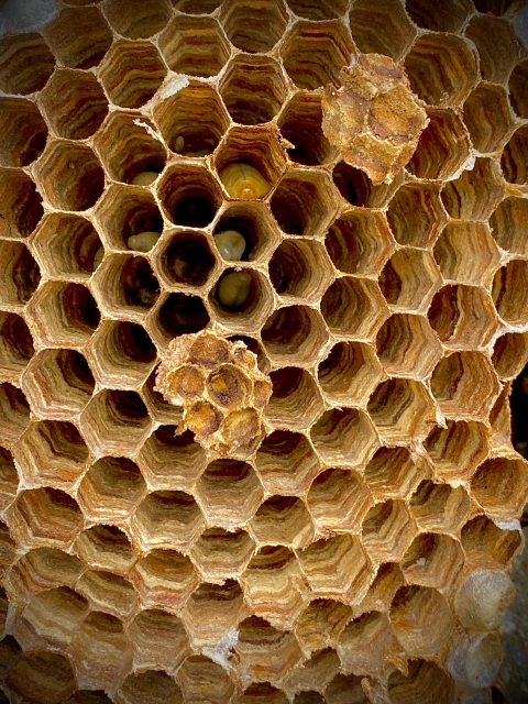 「二本松市赤井沢」スズメバチ駆除の画像イメージ