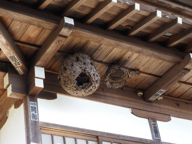 「美祢市豊田前町今山」キイロスズメバチ駆除の画像イメージ