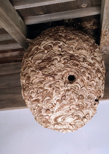 「三原市明神」コガタスズメバチ駆除の画像イメージ