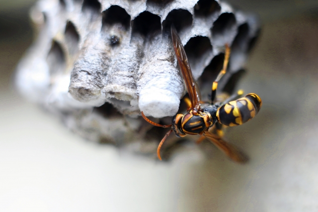 「周南市幸ケ丘」ミツバチ駆除の画像イメージ