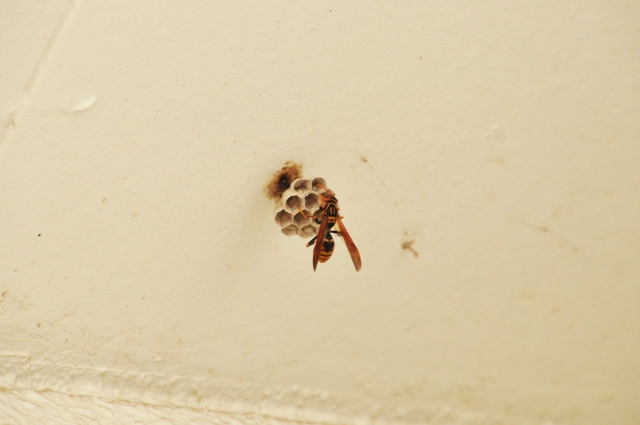 「唐津市魚屋町」ミツバチ駆除の画像イメージ