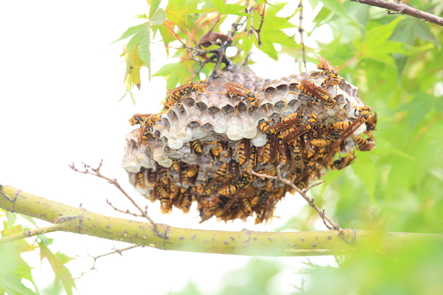 「由布市挾間町来鉢」オオスズメバチ駆除の画像イメージ