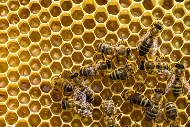 「由布市挾間町谷」コガタスズメバチ駆除の画像イメージ