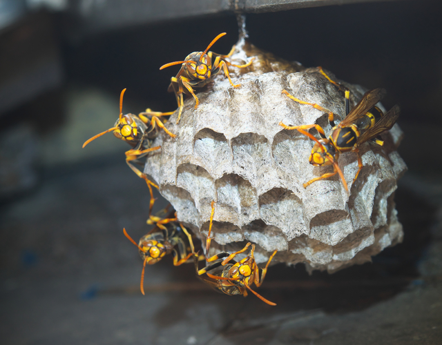 「宇佐市安心院町飯田」ミツバチ駆除の画像イメージ