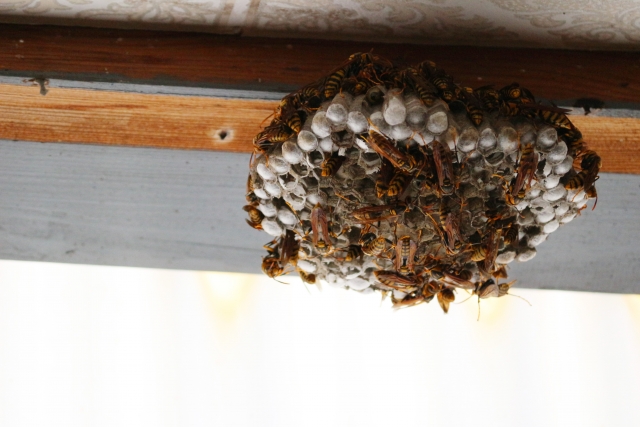 「中津市諸町」ヒメスズメバチ駆除の画像イメージ