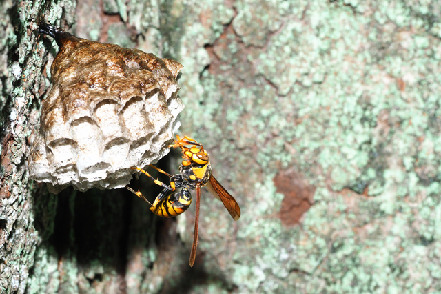 「佐賀県嬉野市嬉野町下宿」コガタスズメバチ駆除の画像イメージ