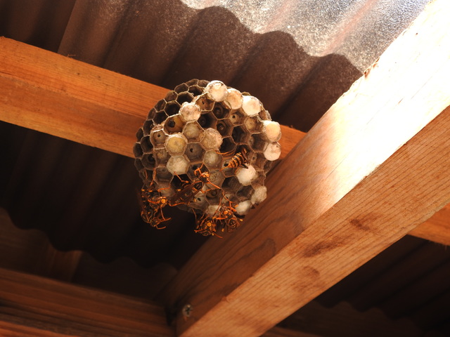 「本宮市本宮欠下」キイロスズメバチ駆除の画像イメージ