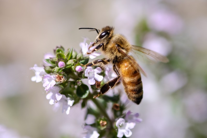 「出水市米ノ津町」ミツバチ駆除の画像イメージ