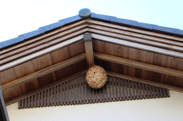 「赤磐市石上」コガタスズメバチ駆除の画像イメージ