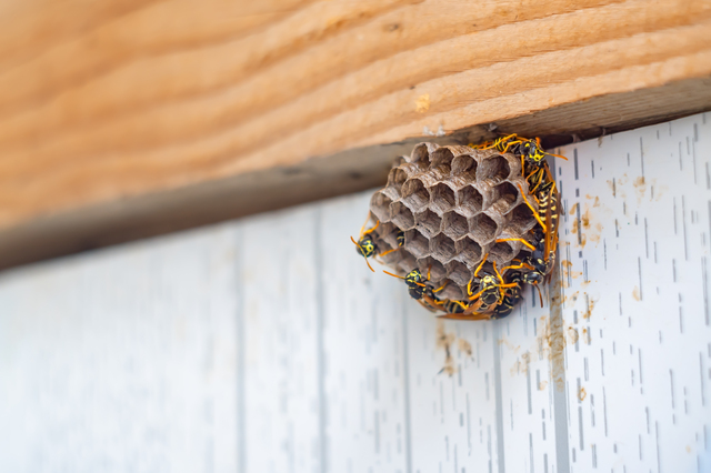 「日置市伊集院町中川」オオスズメバチ駆除の画像イメージ