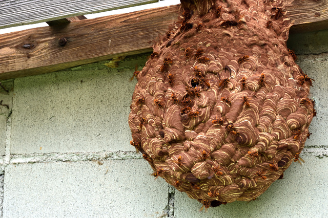 「真庭市下河内」ミツバチ駆除の画像イメージ
